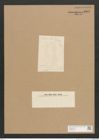 Diatomeae indet. Zeichnungen Sammlung Grunow Nr. 2602 (NHMW-BOT-W0369796)